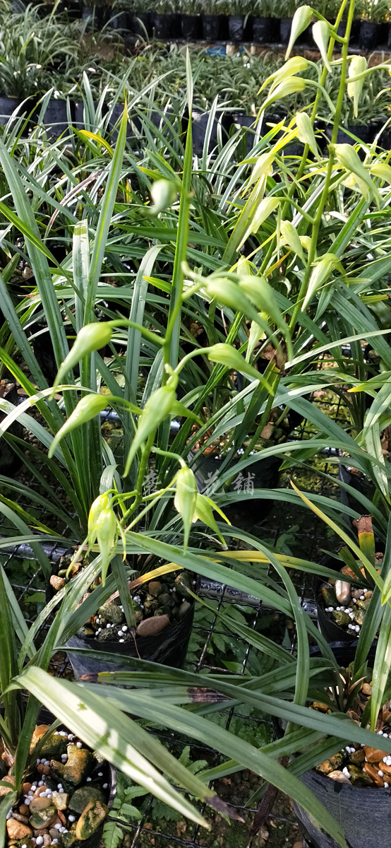 袭人寒兰素心兰花苗传统铭品冬带浓香花苞好养室内绿植盆栽花卉-图1