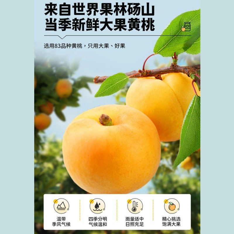 迪趣砀山黄桃罐头整箱大罐425g正品水果罐头,淘宝优惠券,粉丝福利购,淘宝优惠卷