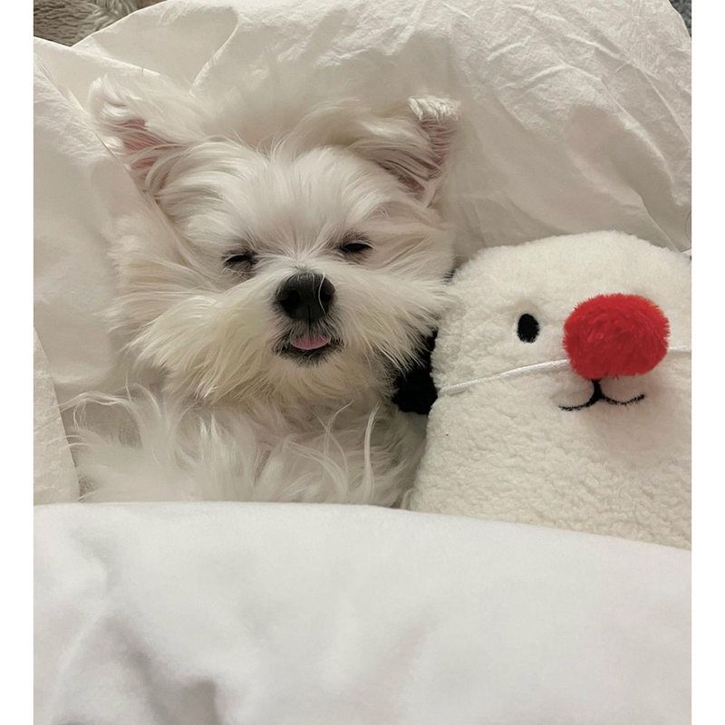 韩国猫狗靠枕柔软颈枕推车腰枕通用宠物睡眠抱枕狗狗毛绒回弹枕头 - 图1