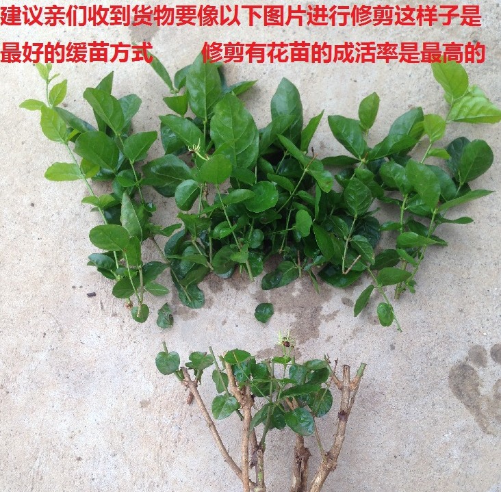 白茉莉花苗室内阳台盆栽绿植花卉四季开花双色茉莉花卉-图2