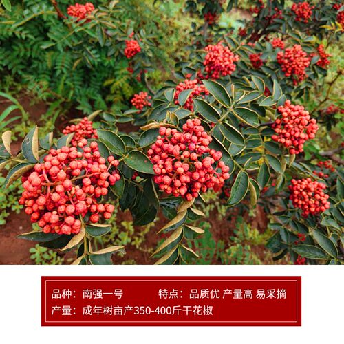 陕西韩城花椒树苗大红袍花椒苗非四川高产无刺少刺盆栽地栽食用 - 图2