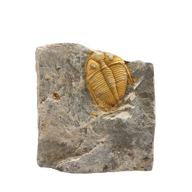 Natural paleontological fossil rough stone crown worm trileaf