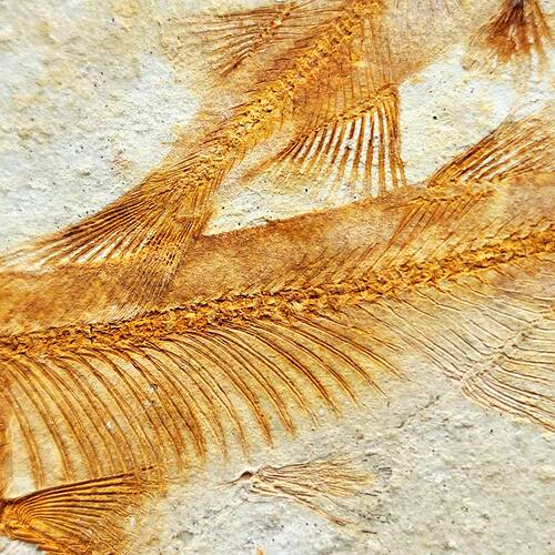 天然辽西朝阳古生物中华狼鳍鱼化石原石奇石观赏石头科普教学标本 - 图1