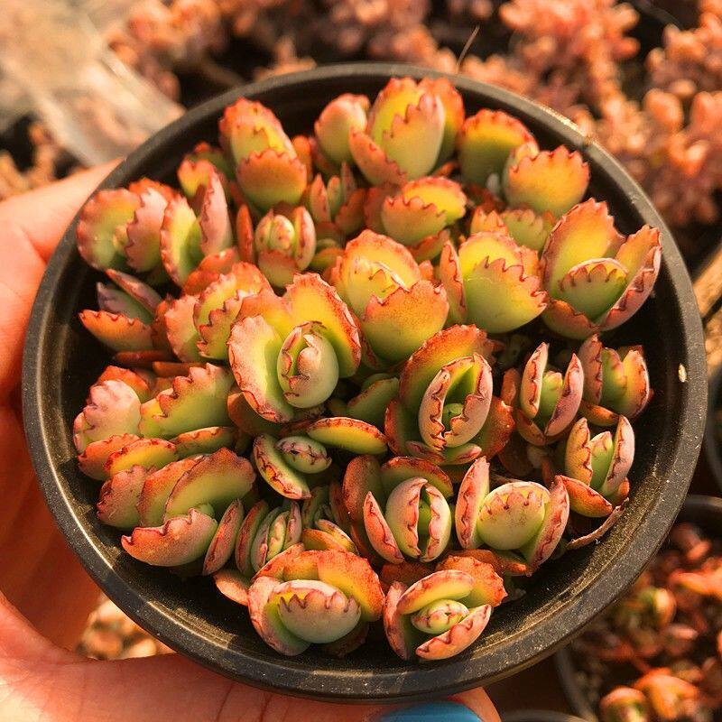 多肉植物落地生根蕾丝公主办公室美观易养小老桩花卉小盆栽