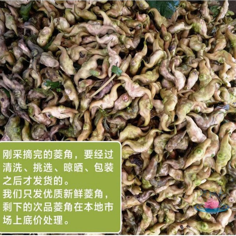 新鲜菱角洪湖老菱角黑棱角棱角生陵角莲角菱角粉糯新鲜菱角水果,淘宝优惠券,粉丝福利购,淘宝优惠卷