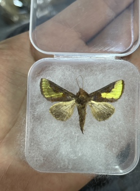中金弧夜蛾 金色闪蛾A1未整姿原蛾 飞蛾蝴蝶昆虫标本制作工艺品