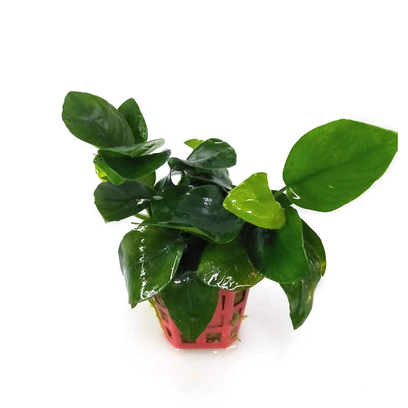 鱼缸水榕水草超白鱼缸活体造景植物阴性懒人水族箱装饰植物小巴榕 山虎水族 淘优券