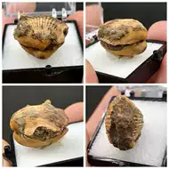 稀有化石 新人首单立减十元 21年10月 淘宝海外