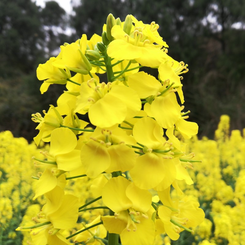 2024年春新鲜食用油菜蜂花粉农家自产四川菜花粉前列腺男500克