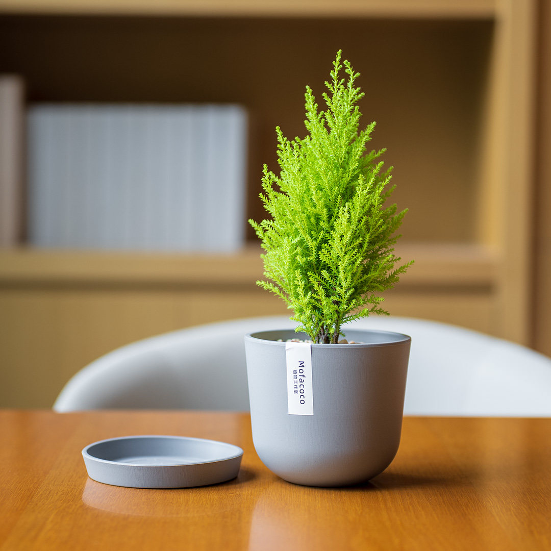 mofacoco香松盆栽北欧风绿植物礼金冠柏圣诞树办公桌面好养活,淘宝优惠券,粉丝福利购,淘宝优惠卷