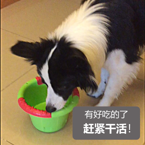 Caitec狗狗益智玩具漏食桶宠物漏食水桶藏食玩具解闷神器中大狗玩 - 图2