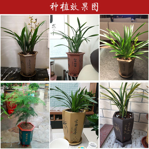 宜兴紫砂花盆带托盘兰花盆家用花盆君子兰花盆兰花专用盆特价清仓 - 图0