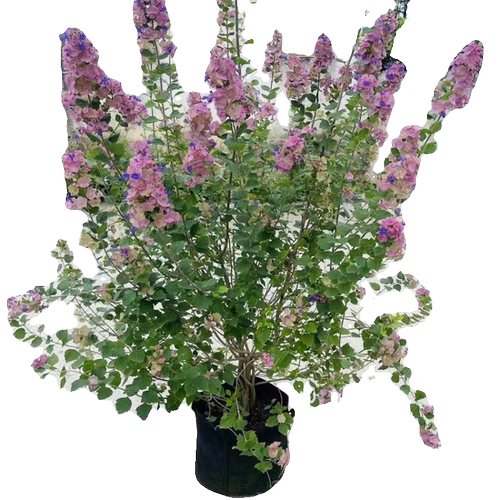 带花粉苞东红庭院盆栽塔希提帽子花粉苞冬红喜阳耐热木本花卉绿植 - 图3