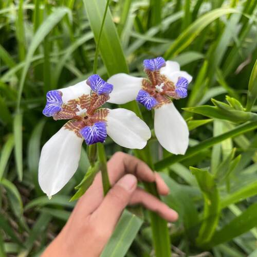正宗巴西鸢尾兰 阳台盆栽巴西鸢尾兰花 玉蝴蝶四季常绿观叶植物 - 图2