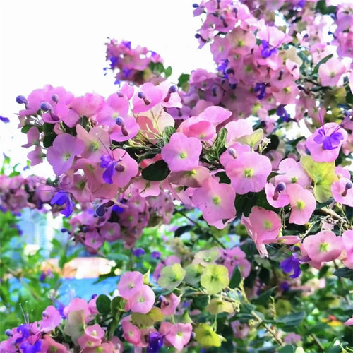 带花粉苞东红庭院盆栽塔希提帽子花粉苞冬红喜阳耐热木本花卉绿植 - 图0