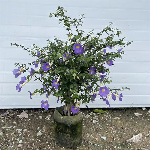 硬枝老鸭花 鸭嘴花阳台庭院盆栽蓝吊钟 月亮仙子四季开花蓝色花卉 - 图3