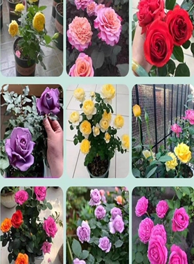 玫瑰花苗花卉果汁阳台盆栽带花苞室内外四季观花植物大花月季蔷薇