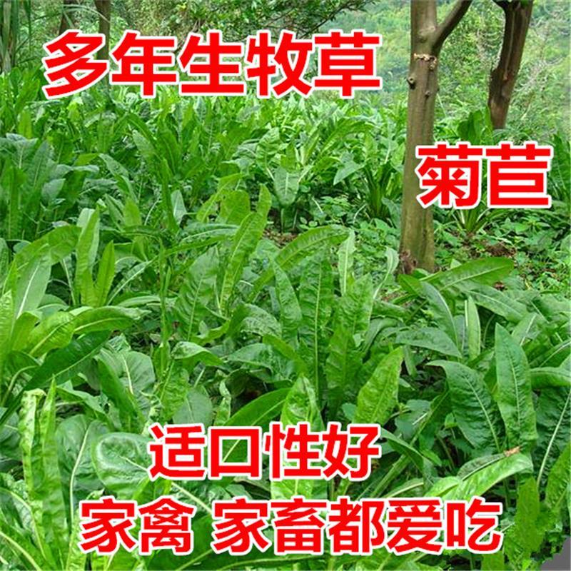 四季将军大叶菊苣牧草种子南方鸡鹅兔猪吃的饲料草菜多年生四季草