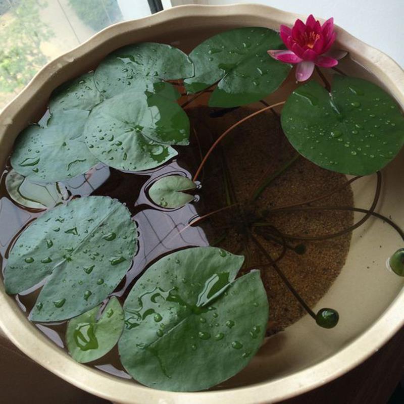 池塘水池 大睡莲睡莲根块 水培植物 水生根块 大睡莲花根茎包成活 - 图1