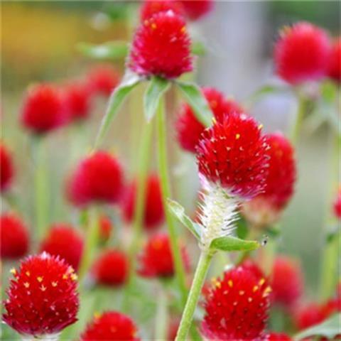 千日红种子百日红火球庭院景观绿化花卉易活草花花籽千日紫花种子 - 图0