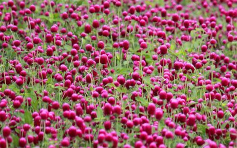 千日红种子百日红火球庭院景观绿化花卉易活草花花籽千日紫花种子 - 图3