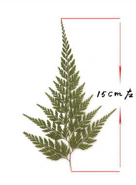 diy乌蕨幼儿园教学脸部植物贴画
