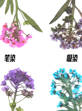 天然香雪球 真花押花压花材料 滴胶手机壳diy 香薰蜡片蜡烛花材