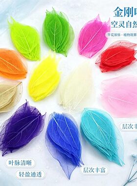 金刚叶 桢树叶脉礼品礼盒保鲜花永生花标本书签贺卡干花天然叶子