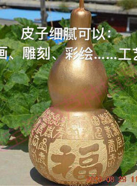 特大巨型超山西大亚腰葫芦种子籽