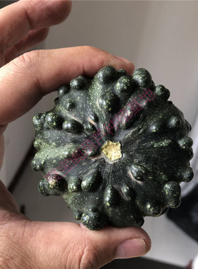 黑皮扁圆疙瘩葫芦种子籽盆栽文玩