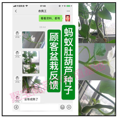 蚂蚁肚葫芦种盆栽小蚂蚁小三挺庭亭宫廷八宝手捻文玩巨型超大子籽 - 图3