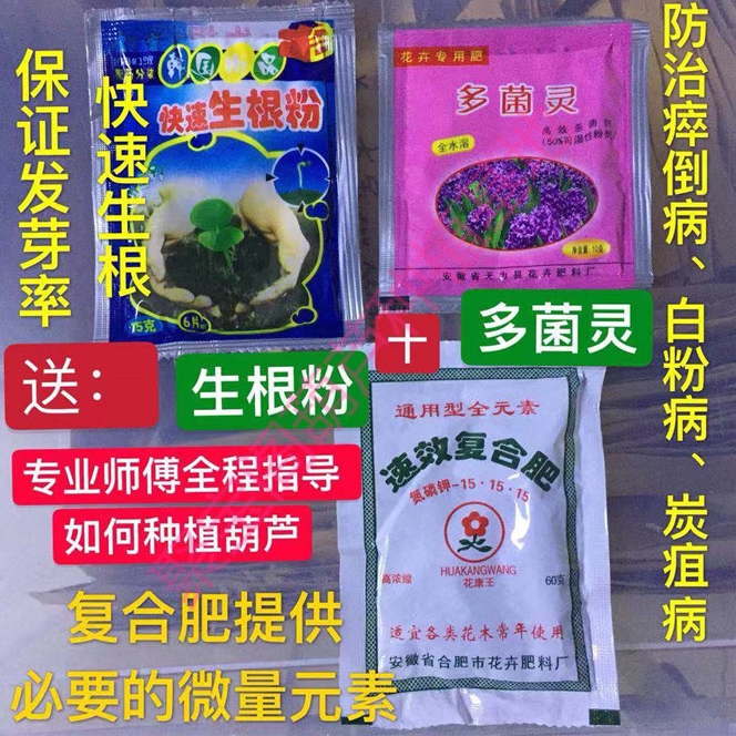 大号八宝葫芦种40-50cm超大莲花头超巨型亚腰瓢特小文玩盆栽子籽 - 图3