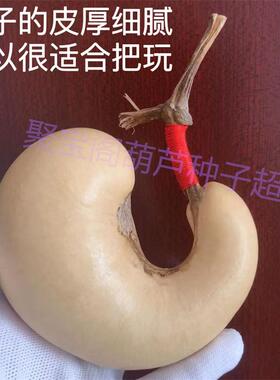 腰子葫芦种子特小盆栽超大巨型籽