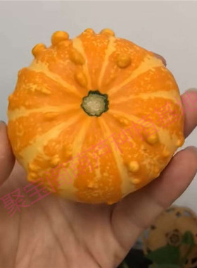 黄皮扁圆疙瘩葫芦种子籽盆栽小特