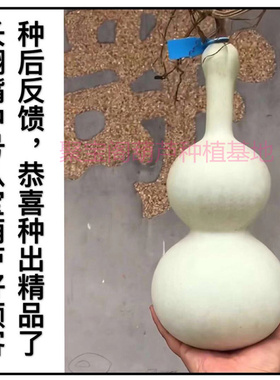长翻嘴中号八宝葫芦种子籽文玩小