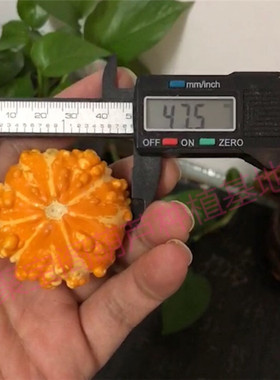 特小疙瘩葫芦种子盆栽文玩盆栽大