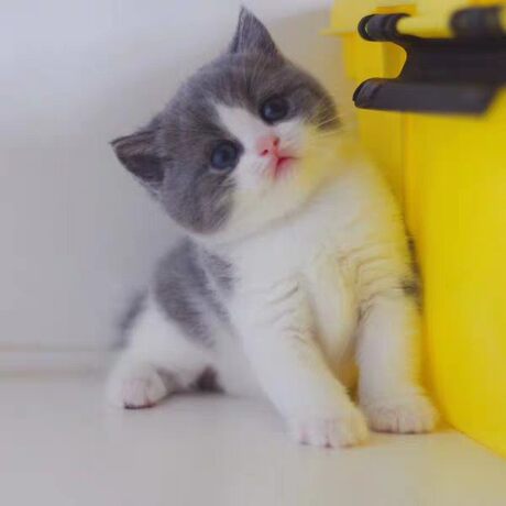 purebred british shorthair