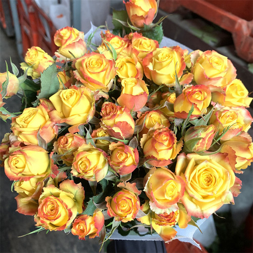 折射比多头泡泡玫瑰花云南昆明基地鲜花速递同城百合花束母亲节 - 图2