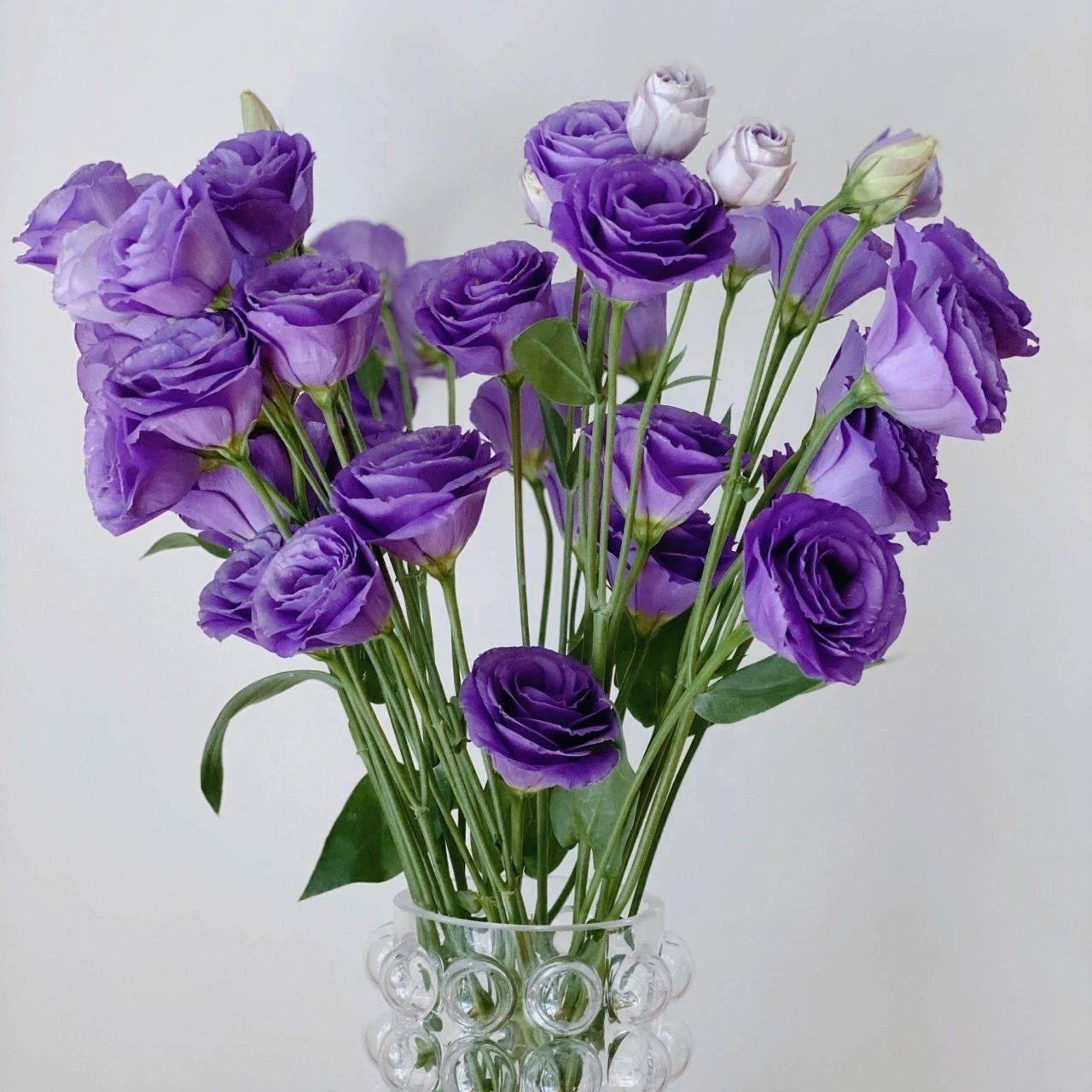 绿色洋桔梗水养鲜花云南昆明基地直发同城速递百合玫瑰泡泡元旦节,淘宝优惠券,粉丝福利购,淘宝优惠卷