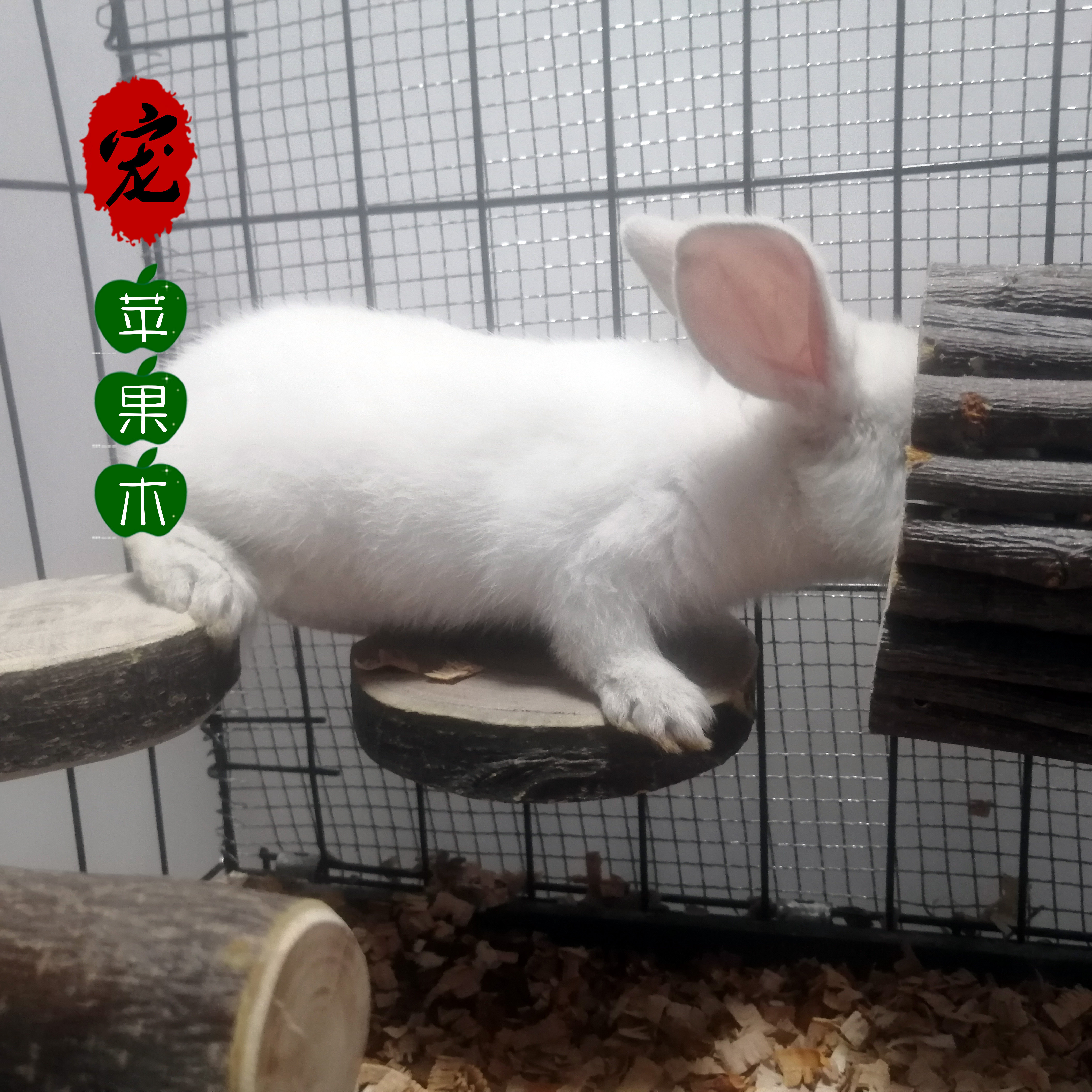 苹果木宠物隧道仓鼠龙猫躲避洞子金丝熊磨牙兔子豚鼠跑道玩具用品,淘宝优惠券,粉丝福利购,淘宝优惠卷