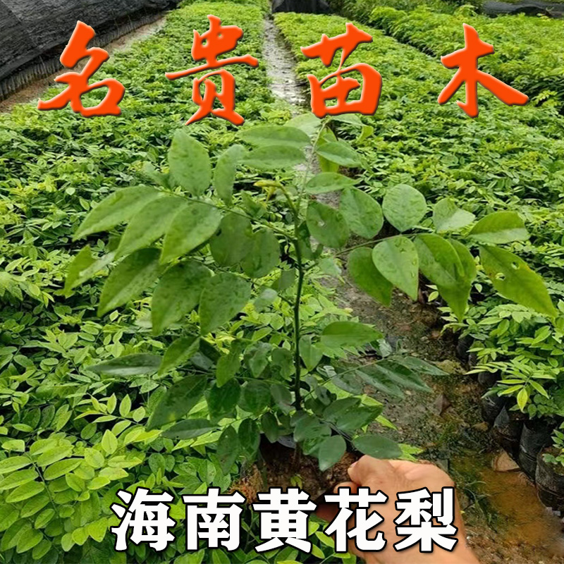 名贵苗木正宗金丝楠木树苗奇楠沉香树苗海南黄花梨树苗小叶紫檀苗-图2