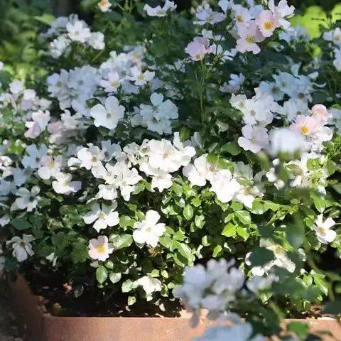 夏季根接清场1 蜻蜓 幻紫 羽毛 天方夜谭等2棵包邮包对版阳台盆栽,淘宝优惠券,粉丝福利购,淘宝优惠卷