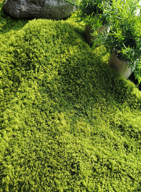 仿真苔藓布料人工草地沙盘圆桌