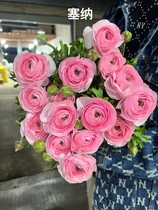 Senna Romantic Ocean Peony 5 branches (8 ziza one freight shipping cost to cover the other)