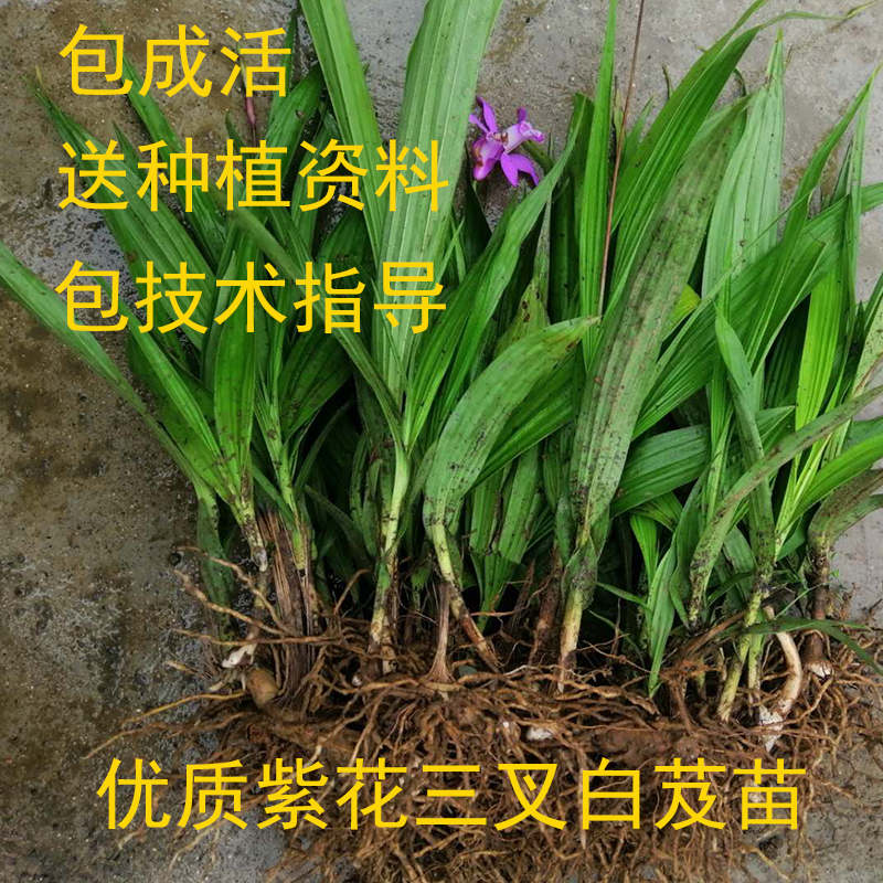 白芨苗包邮白芨种苗基地现挖紫花三叉大白及苗中药材白芨苗包成活-图2