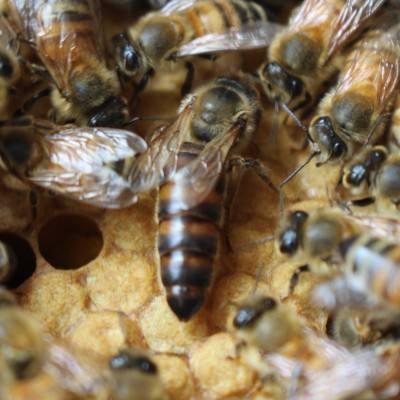 意蜂蜂王意蜂王生产王处王产卵王蜜蜂王蜜型蜂王活体蜜蜂