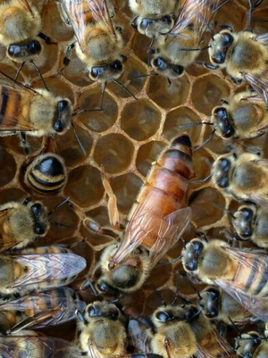 意蜂蜂王 意蜂王 生产王 处王 产卵王 蜜蜂王 蜜型 蜂王活体 蜜蜂 - 图2