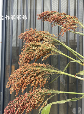 大红高粱穗干花拍摄道具表演造景布置家居装饰天然永生花束真花