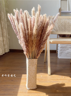 天然干花真花紫色蒲苇