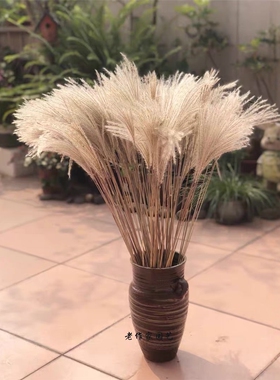 天然装饰摆件拂尘花芦苇
